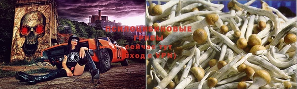 гашик Михайловск